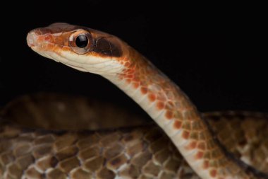 Kahverengi sipo (Chironius fuscus)