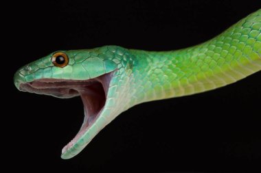 Genel yeşil yarışçı (Philodryas viridissima)