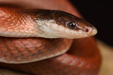 Taçlı Sahte Boa (Pseudoboa cornonata)