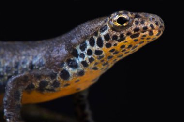 Kuzey armalı semender (Triturus kristali) 