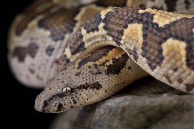 Kaba ölçekli kumboa (Gongylophis conicus))