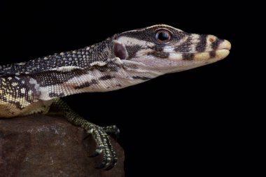 Büyük ölçekli su monitörü (Varanus nuchalis)