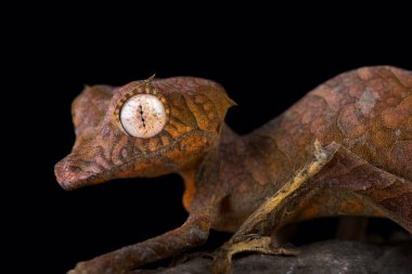Spearpoint yaprak kuyruklu gecko (Uroplatus ebenaui)