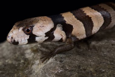 Pembe dilli cırtlak (Cyclodomorphus gerrardii) 