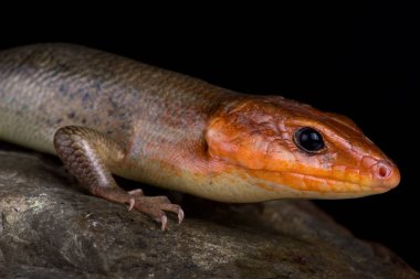 Broadhead skink (Plestiodon enseps)