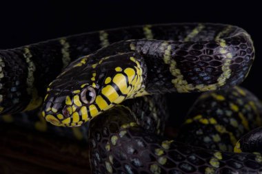 Luzon mangrov yılanı (Boiga dendrophila divergens) 