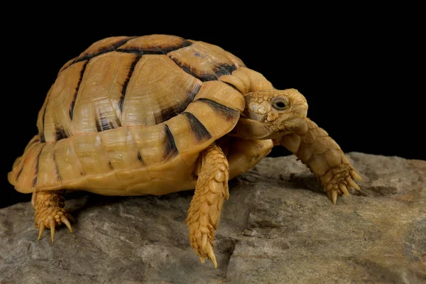 Черепаха Кляйнмана (Testudo kleinmanni ) — стоковое фото