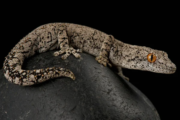 Eastern spiny-tailed gecko (Strophurus intermedius) — Stock Photo, Image