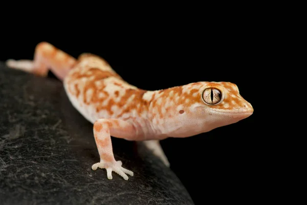 Gibber gecko (lucasium byrnei)) — Stockfoto