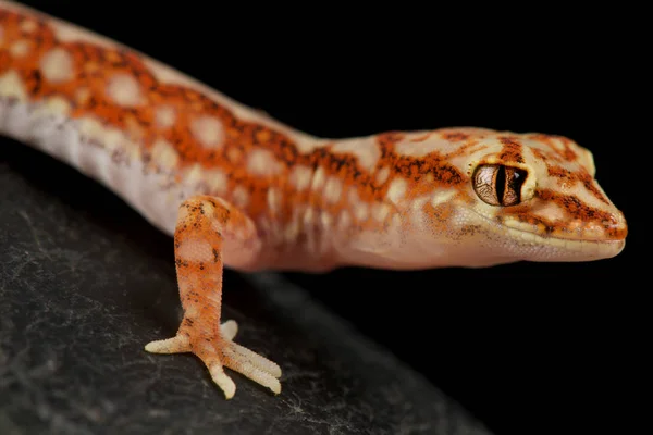 Gecko Con Cuentas Lucasium Damaeum — Foto de Stock