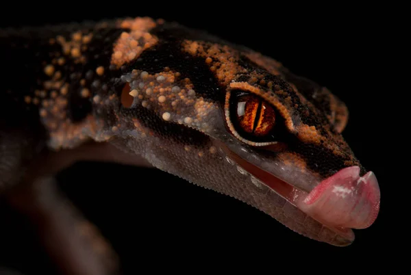 Gecko Caverna Japonês Goniurosaurus Toyamai — Fotografia de Stock