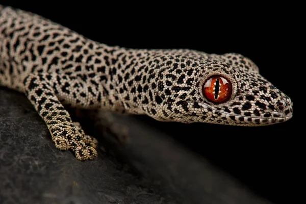 Golden Spiny Tailed Gecko Strophurus Taenicauda — Stock Photo, Image