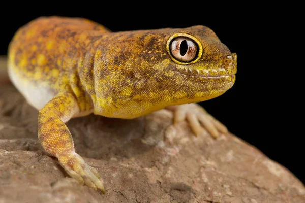 Gecko Ladrão Ptenopus Kochi — Fotografia de Stock
