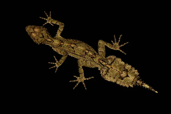 Gränsområden Lövstjärtad Gecko Saltuarius Swaini — Stockfoto