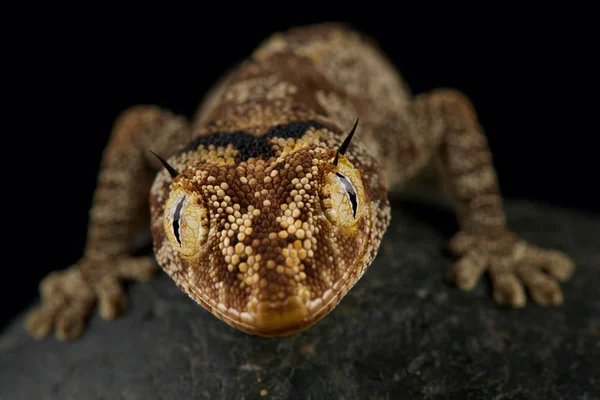 Geco Dalla Coda Spinosa Strophurus Ciliaris — Foto Stock