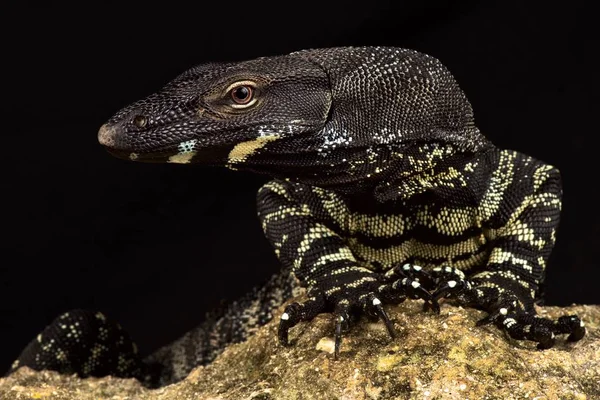 Dantel Monitörü Varanus Varius — Stok fotoğraf