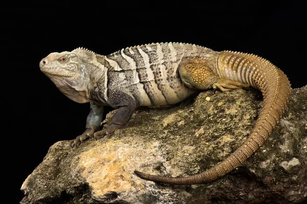 Hispaniolan Ground Iguana Cyclura Ricordi — Stock Photo, Image