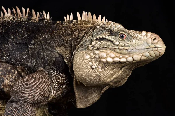 Lesser Caymans Iguana Cyclura Nubila Caymanensis — Stock Photo, Image