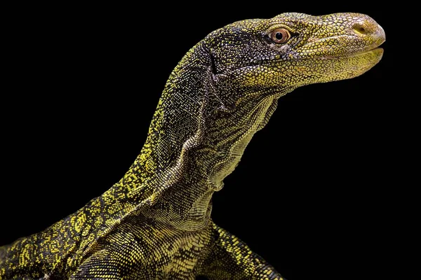 Crocodile Monitor Varanus Salvadorii — Stockfoto