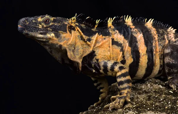 墨西哥刺尾鬣蜥 Ctenosaura Pectinata — 图库照片