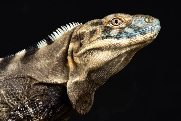 Iguana Cola Espinosa Sonorense Ctenosaura Macrolopha —  Fotos de Stock