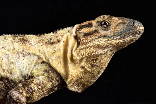 Iguana Cola Espinosa Del Golfo Ctenosaura Acanthura — Foto de Stock