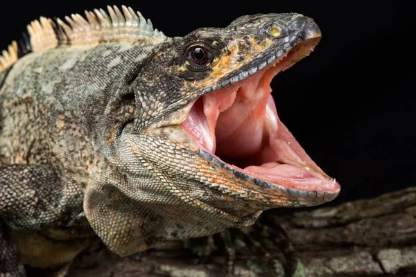 Iguane Queue Épineuse Noire Ctenosaura Similis — Photo