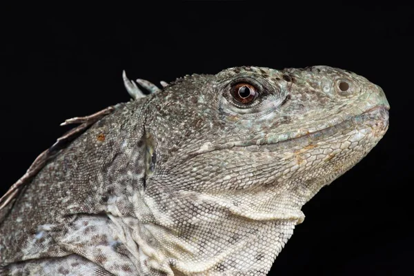 Utila Iguana Ctenosaura Bakeri — Stok fotoğraf
