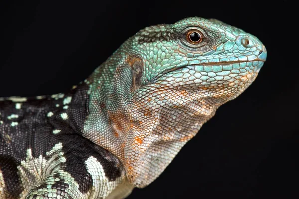 Yucatan Tüskésfarkú Iguana Cachryx Defensor — Stock Fotó
