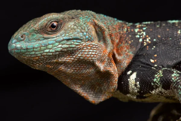 Iguana Kręgosłupa Cachryx Alfredschmidti — Zdjęcie stockowe