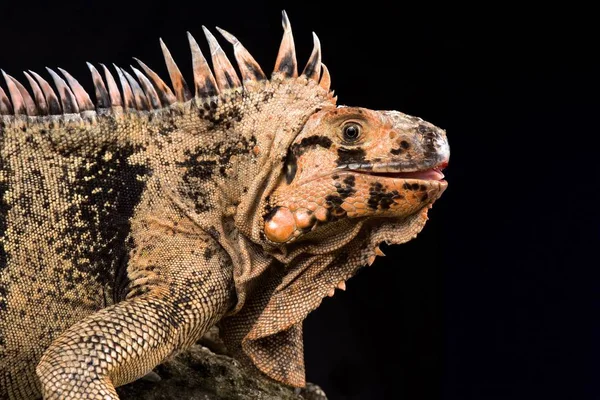 Grenadinler Pembe Iguana Iguana Insularis — Stok fotoğraf