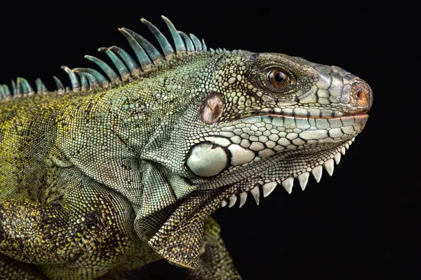 Karaibska Zielona Iguana Iguana Iguana Ssp — Zdjęcie stockowe