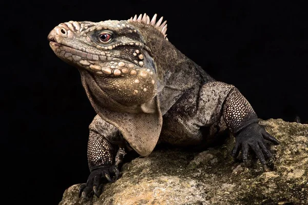 Cuban Rock Iguana Cyclura Nubila Nubila — Stock Photo, Image