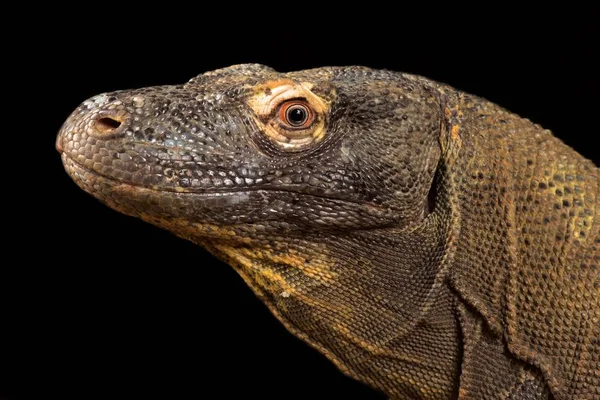 Комодский Дракон Varanus Komodoensis — стоковое фото