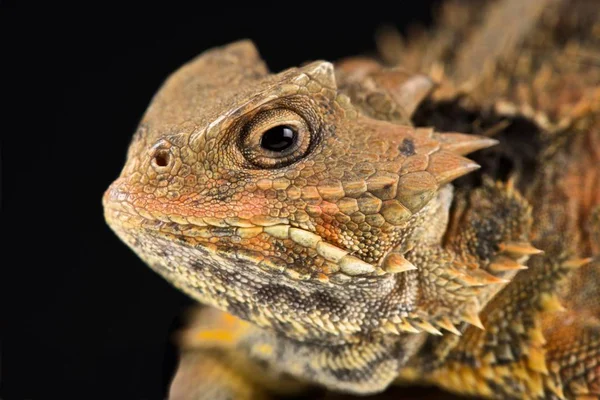 Jaszczurka Meksykańska Phrynosoma Orbiculare Cortezii — Zdjęcie stockowe