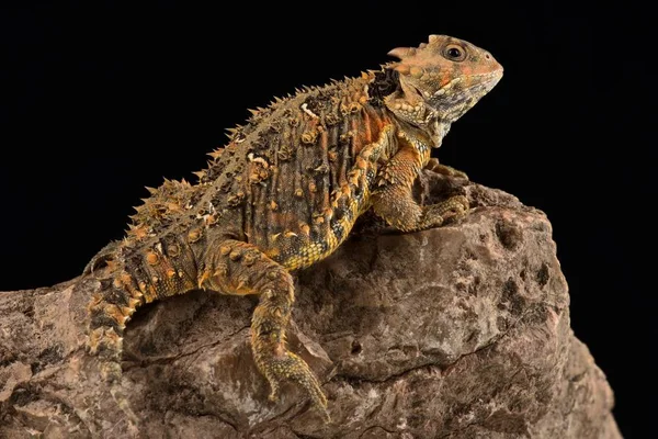 Ještěrka Rohatá Phrynosoma Orbiculare Cortezii — Stock fotografie