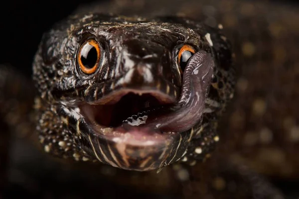 Tuxtla Tropical Night Lizard Lepidophyma Tuxtlae — Stock fotografie