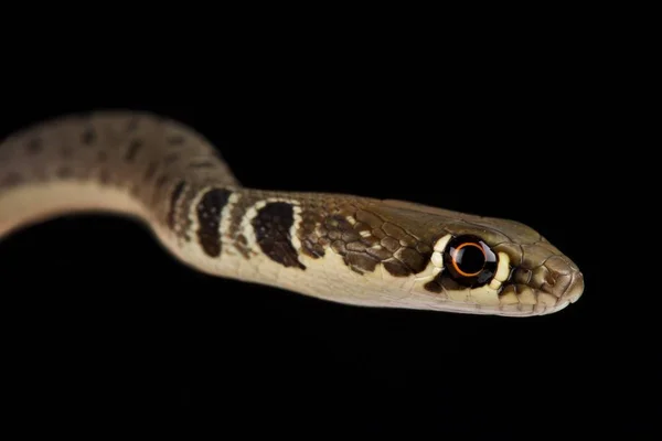 Serpiente Látigo Dahl Platyceps Najadum —  Fotos de Stock