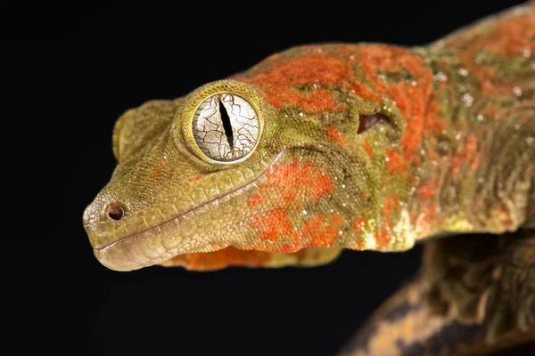 Mossy New Caledonian Gecko Mniarogekko Chahoua — Fotografia de Stock