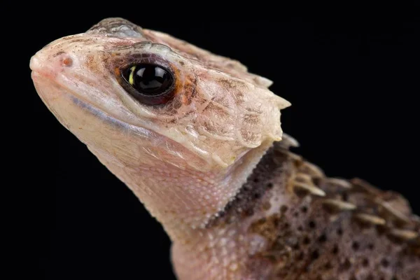 Kırmızı Timsah Skink Tribolonotus Gracilis — Stok fotoğraf