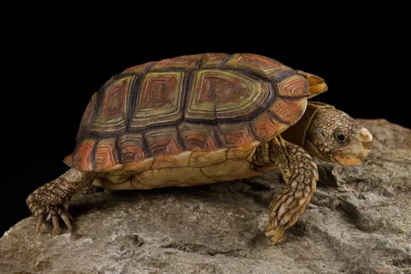 Черепаха Попугай Homopus Areolatus — стоковое фото