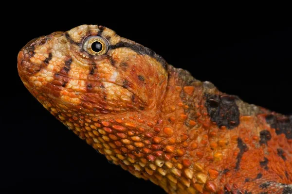 Lagarto Cocodrilo Chino Shinisaurus Crocodilurus — Foto de Stock