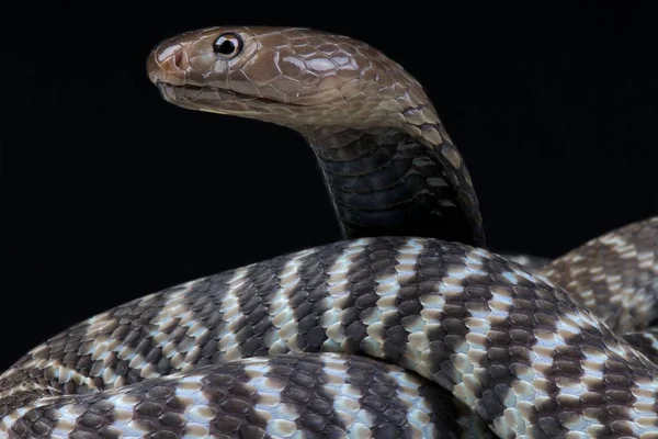 Cobra Escupiendo Cebra Naja Nigricincta Nigricincta — Foto de Stock