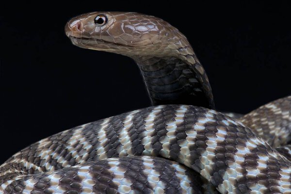 Zebra spitting cobra (Naja nigricincta nigricincta)