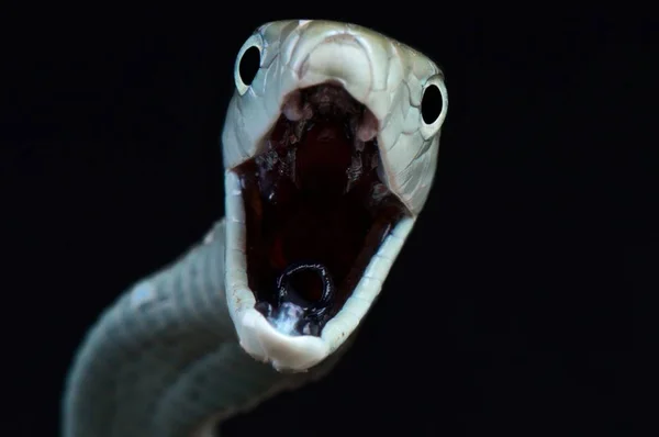 Black Mamba Dendroaspis Polylepis — Stock Photo, Image