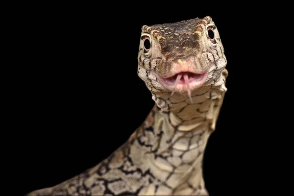 Perentie Varanus Giganteus — Fotografia de Stock