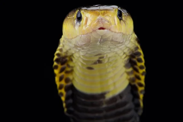 Samar Spitting Cobra Naja Samarensis — Stockfoto