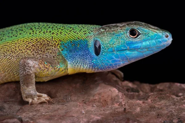 Lagarto Verde Turco Lacerta Pamphylica — Foto de Stock