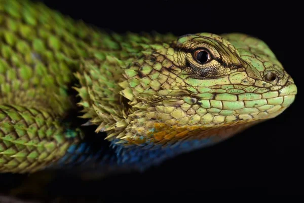 Lagarto Lacerta Cerca — Foto de Stock