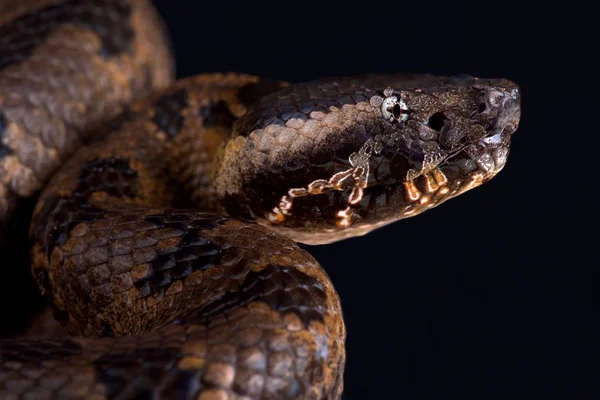 Chinês Mountain Pit Viper Ovophis Monticola — Fotografia de Stock